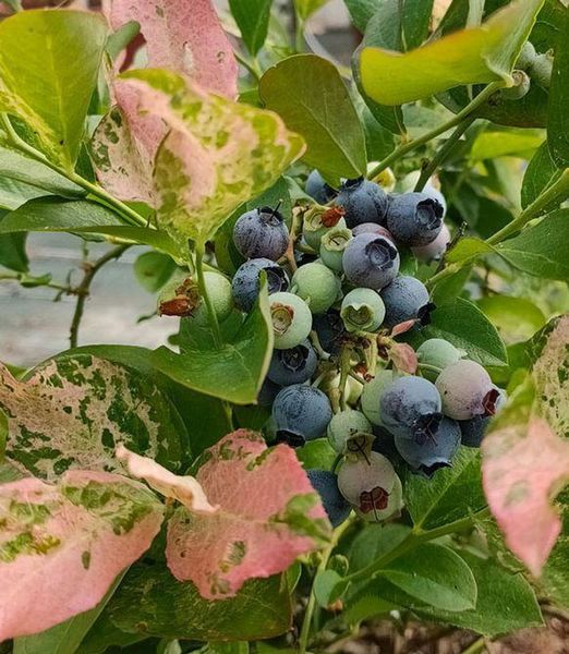 Vaccinium 'Flamingo'
